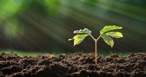 Sauk & Juneau Counties Crop Updates