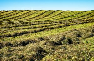 Focus on Forage- Crops & Soils Webinar