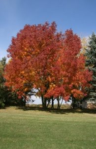 Is My Ash Tree Worth Treating for Emerald Ash Borer?