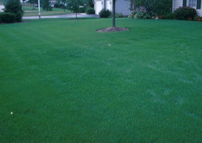 How and When to Take Care of your Lawn