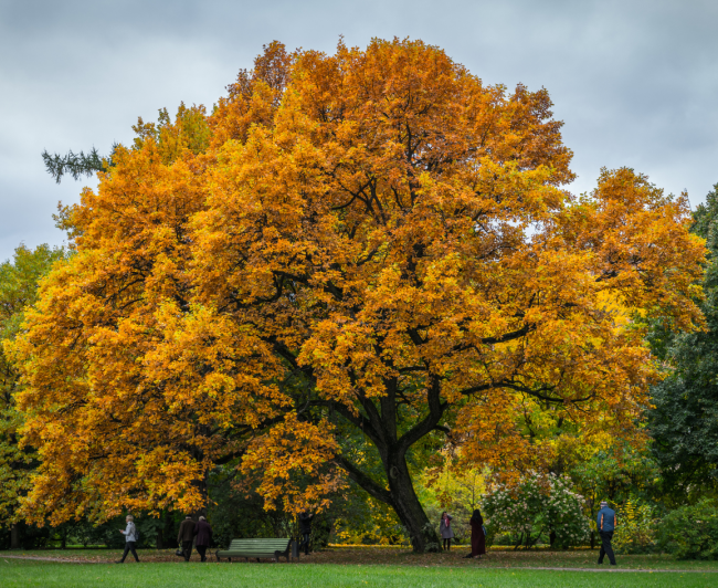 Sauk County Tree Sale